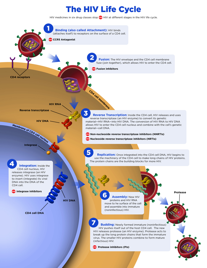 HIV-lifecycle-05.jpg