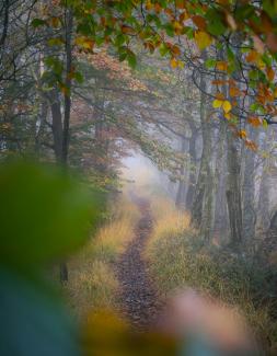 Foggy path through the woods in autumn