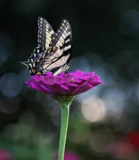 butterfly sitting on a flower