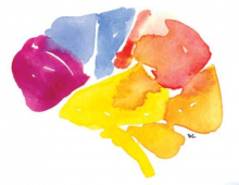 watercolor brain