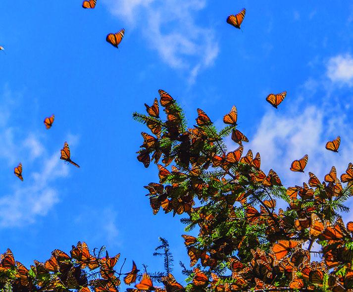 Monarch butterflies migrating